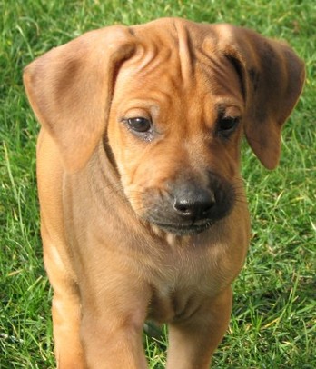 Rhodéský ridgeback