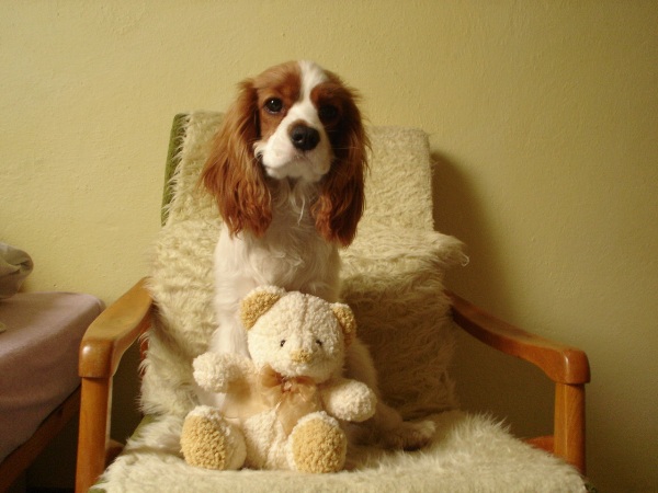Kavalír king charles španěl